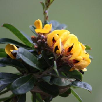 <b>9594 Pultenaea daphnoides, Large-leaf Bush Pea, Fabaceae, native flower, Lane Cove National Park, West Chatswood, NSW, 1st Sept'09, Kate/Sydney</b>