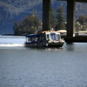 <b>0324 here come the Bar Pointers, Kangaroo Point, Hawkesbury R, NSW, 12th Sept'09, Kate/Sydney</b>