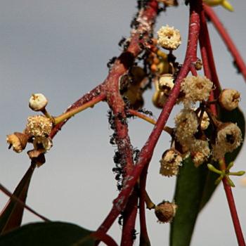 <b>1840 ants on eucalypt, River Red Gum, Eucalyptus camaldulensis, Myrtaceae, Wagga Wagga, NSW, 24th Dec'08 Kate/Sydney</b>