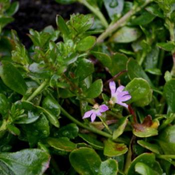 <b>7550 Scaevola microphyla, Fan flower, Goodeniaceae, Ballarat Botanic Gardens, Victoria, 29th Oct'09 Kate/Sydney</b>