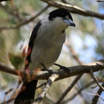 <b>9511 Grey Butcherbird, Cracticus torquatus, Artamidae, Passeriformes, native bird, Lane Cove National Park, West Chatswood, NSW, 1st Sept'09, Kate/Sydney</b>