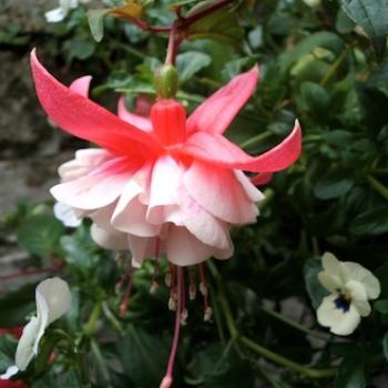 <b>Back yard fuchsia, Morecambe UK</b>