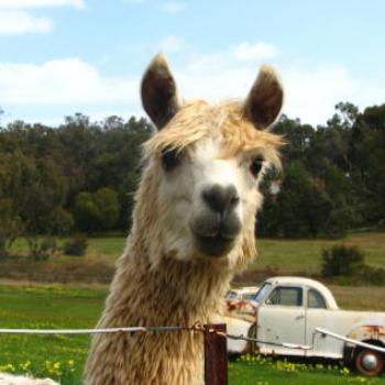 <b>Alpaca - Wendy/Perth</b>