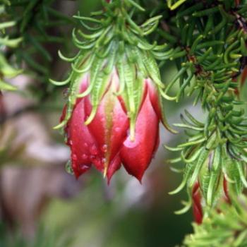 <b>7542 Darwinia sp, Myrtaceae, Ballarat Botanic Gardens, Victoria, 29th Oct'09 Kate/Sydney</b>