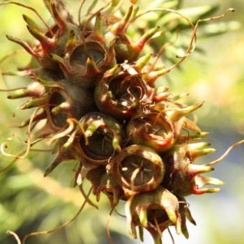 <b>9806 seedpods, Scarlet kunzea, Kunzea baxteri, Myrtaceae, native flower, Hawekesbury R, 12th Dec'09, Kate/Sydney</b>