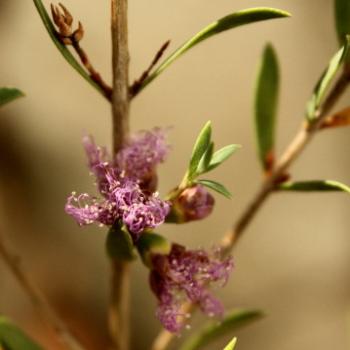 <b>9711 Melaleuca thymifolia, Myrtaceae, 9th Dec'09, Kate/Sydney</b>