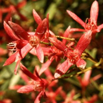 <b>9782 Ceratopetalum gummiferum, New South Wales Christmas bush, Cunoniaceae, native flower, Hawekesbury R, 12th Dec'09, Kate/Sydney</b>