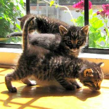 <b>Wolfy and Pretty Boy in window</b>
