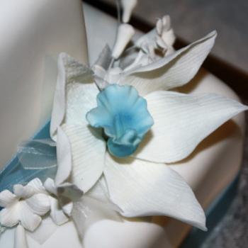 <b>1723 blue daffodil, Sydney, 23rd Jan'10, Kate/Sydney</b>
