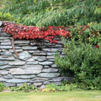 <b>4426 stone wall & Autumn red Virginia creeper, Millbrook Resort, near Queenstown, Sth Is, NZ, 20th Mar'10, Kate/Sydney</b>