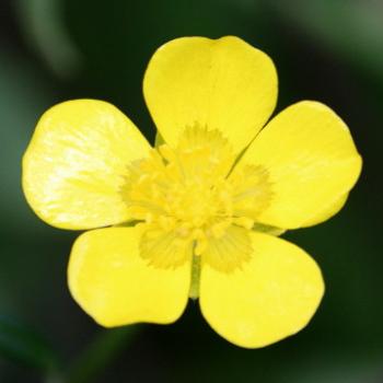 <b>9588 buttercup, not native, Lane Cove National Park, West Chatswood, NSW, 1st Sept'09, Kate/Sydney</b>