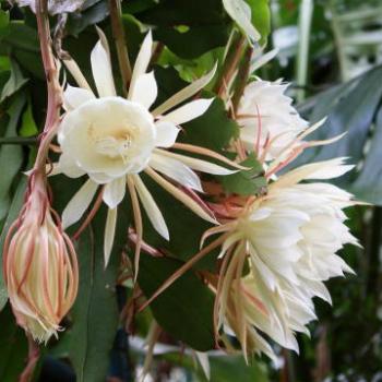 <b>9671 Epiphyllum oxypetalum, Dutchman's Pipe Cactus, Night Flowering Epiphyllum, Cactaceae, Sydney, 1st Dec'09, Kate/Sydney</b>