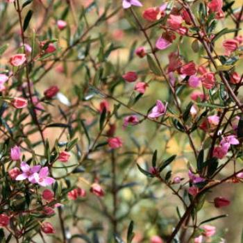 <b>0403 Boronia pinnata, Rutaceae, NSW native flower, Muogamarra Nature Reserve, Hawkesbury R, NSW, 12th Sept'09, Kate/Sydney</b>