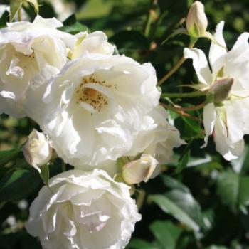 <b>4819 Iceberg Roses in my sister's garden, Lake Hayes region near Queenstown, Sth Is, NZ, 22nd March'10, Kate/Sydney</b>