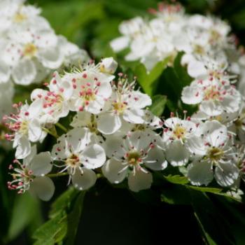 <b>7855 pretty flower, Hawthorn, Crataegus laevigata, Rosaceae, Lake Wendouree, Ballarat, Victoria, 29th Oct'09, Kate/Sydney</b>