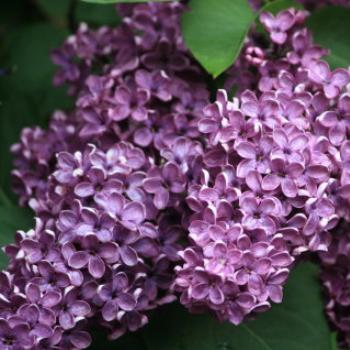 <b>7631 purple lilac, Syringa sp, Oleaceae, Botanic Gardens, Ballarat, Vic, 29th Oct'09, Kate/Sydney </b>