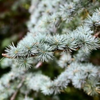 <b>4190 Cedrus atlantica glauca, Blue Atlas Cedar, Pinaceae, Botanic Gardens, Queenstown, Sth Is, NZ,20th Mar'10 Kate/Sydney</b>