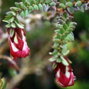 <b>7544 Darwinia sp, Myrtaceae, Ballarat Botanic Gardens, Victoria, 29th Oct'09 Kate/Sydney</b>