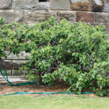 <b>2466 150+yr old fig tree, Fort Denison, Sydney Harbour, Island Hopping adventure, 11th Oct'09, Kate/Sydney</b>