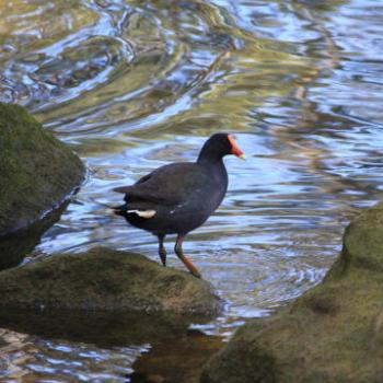 <b>9378 Dusky Moorhen, Gallinula tenebrosa, Rallidae, Gruiformes, Lane Cove National Park, West Chatswood, NSW, 1st Sept'09, Kate/Sydney</b>