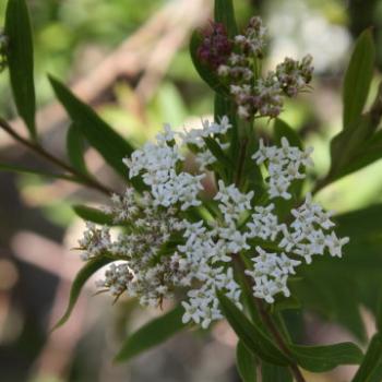 <b>9773 Pimelea sp, Thymelaeaceae, riceflower, native flower, 12th Dec'09, Kate/Sydney</b>