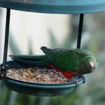 <b>3136 female Australian King-Parrot, Alisterus scapularis, Psittacidae-Psittaciformes, Parrots, Hawkesbury R, 6th March'09 Kate/Sydney</b>