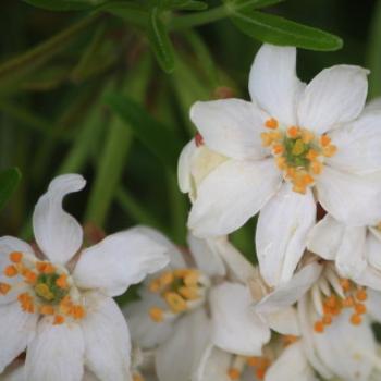 <b>7633 Choisya ternata, Aztec Pearl, Mexican Orange Blossom, Rutaceae, Botanic Gardens, Ballarat, Vic, 29th Oct'09, Kate/Sydney </b>