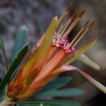 <b>3697 Mountain Devil, Lambertia formosa, Proteaceae, Hawkesbury R, 7th June'09 Kate/Sydney</b>