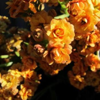 <b>Orange Kalanchoe. - Wendy/Perth</b>