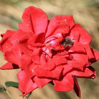 <b>4814 red rose called Tom in my sister's garden, Lake Hayes region near Queenstown, Sth Is, NZ, 22nd March'10, Kate/Sydney</b>