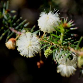 <b>3695 Acacia ulicifolia, Prickly Moses, Mimosaceae, Hawkesbury R, 7th June'09 Kate/Sydney</b>