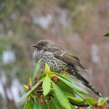 <b>Little Wattlebird - after the rain</b>