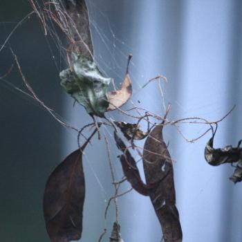 <b>6806 spider's 'Dream Weaver', Hawkesbury R, 1st Aug'09, Kate/Sydney</b>