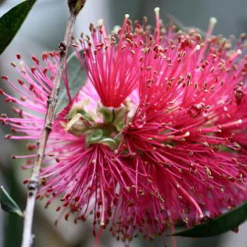 <b>1801 pink bottlebrush, Calistemon sp, Myrtaceae, my garden, Sydney, 15th Oct'09, Kate/Sydney</b>