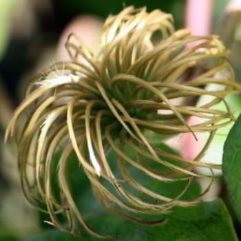 <b>4813 Clematis seed head in my sister's garden, Lake Hayes region near Queenstown, Sth Is, NZ, 22nd March'10, Kate/Sydney</b>