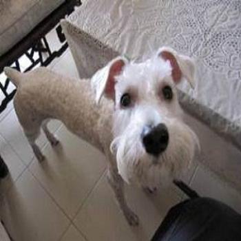 <b>Dog</b>