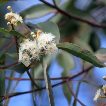 <b>9738 flowers, Eucalyptus microcorys,Tallowwood, Myrtaceae, native flower, Lane Cove National Park, West Chatswood, NSW, 1st Sept'09, Kate/Sydney</b>