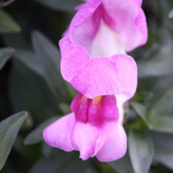 <b>6818 Snapdragon, Hawkesbury R, 1st Aug'09, Kate/Sydney</b>