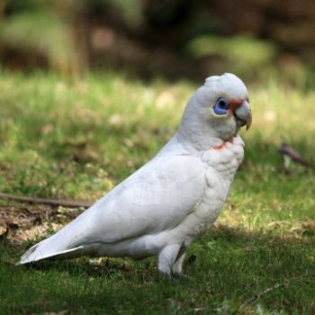<b>9484 Little Corella, Cacatua sanguinea, Cacatuidae, Psittaciformes, native bird, Lane Cove National Park, West Chatswood, NSW, 1st Sept'09, Kate/Sydney</b>
