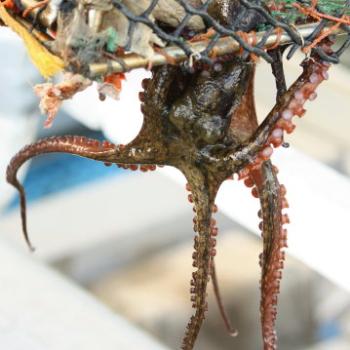 <b>0774 octopus slipping out of trap - wanted the crabs &/or crab bait, Hawkesbury R, 29th Dec'09, Kate/Sydney</b>