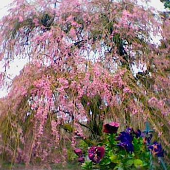 <b>Pink Cherry Blossoms in Portland, Oregon</b>