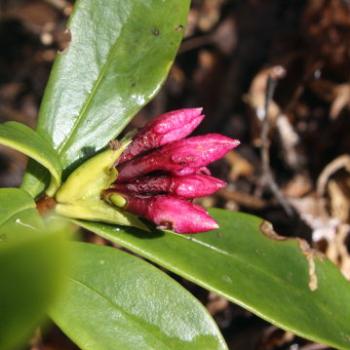 <b>9012 Daphne buds, 'Wychwood', Mt Wilson, Blue Mountains, 31st July'10 Kate/Sydney</b>