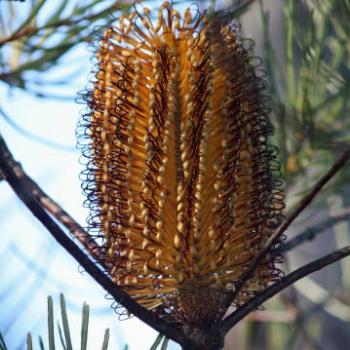 <b>3722 Hairpin Banksia, Banksia cunninghamii, Proteaceae, Hawkesbury R, 7th June'09 Kate/Sydney</b>