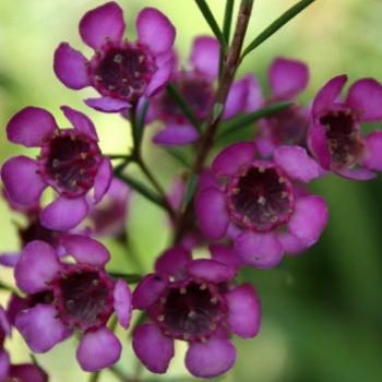 <b>1835 Geraldton Wax, Chamelaucium uncinatum, Myrtaceae, my garden, Sydney, 5th Oct'09, Kate/Sydney</b>