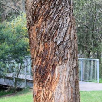 <b>9743 Eucalyptus microcorys,Tallowwood, Myrtaceae, native flower, Lane Cove National Park, West Chatswood, NSW, 1st Sept'09, Kate/Sydney</b>