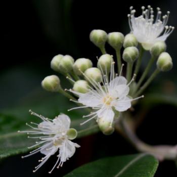 <b>1528 Backhousia citriodora, Lemon Myrtle, Myrtaceae, native flower with petals, Sydney, 14th Jan'10, Kate/Sydney</b>
