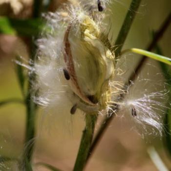 <b>0655 Narrow-Leaf Cotton Bush, Swan Plant, herb, weed, Gomphocarpus fruticosus, Asclepiadaceae, native flowers, Muogamarra Nature Reserve, Hawkesbury R, NSW, 12th Sepr'09, Kate/Sydney</b>