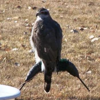 <b>Northern Goshawk at Falconry Convention in Utah by Wilodene</b>