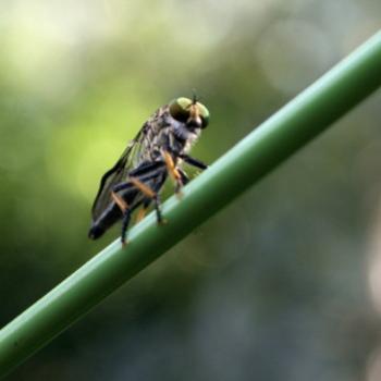 <b>2116 Robber fly on my clothesline, Sydney, 29th Jan'10, Kate/Sydney</b>