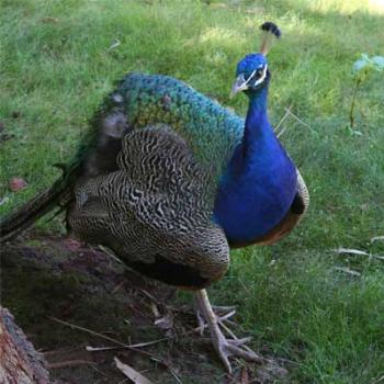 <b>Photo taken at Kooberrie Park, Central Queensland</b>